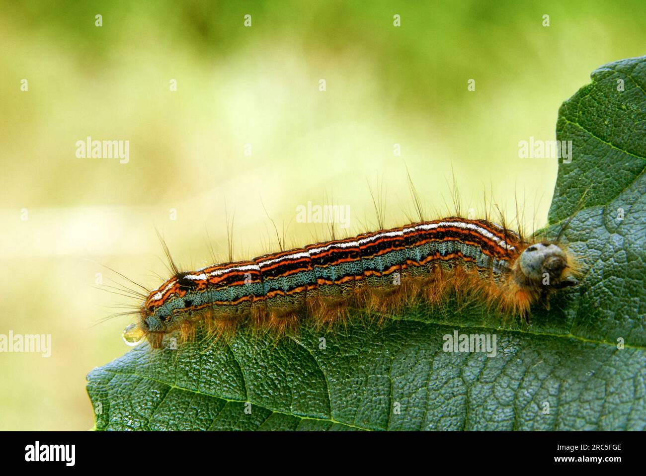 Lakey Moth Caterpillar auf dem Weg an der Hartland Devon Heritage Coast 10 - 12 Stockfoto