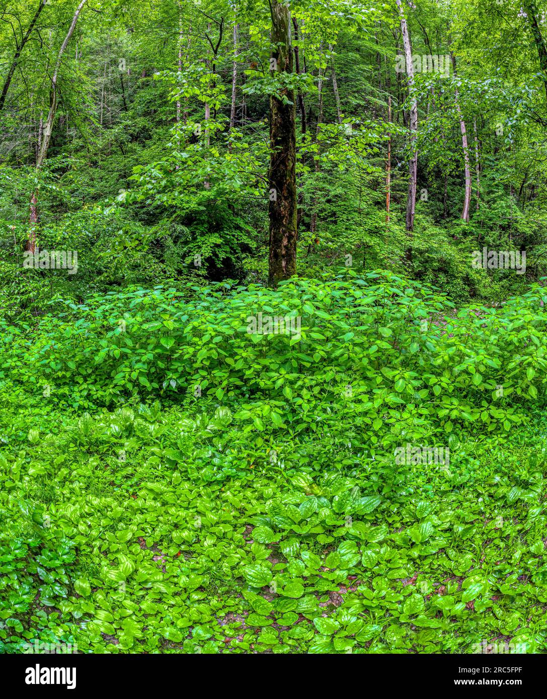 Vertikale Aufnahme von starkem Unterholz im Smoky-Mountain-Wald. Stockfoto