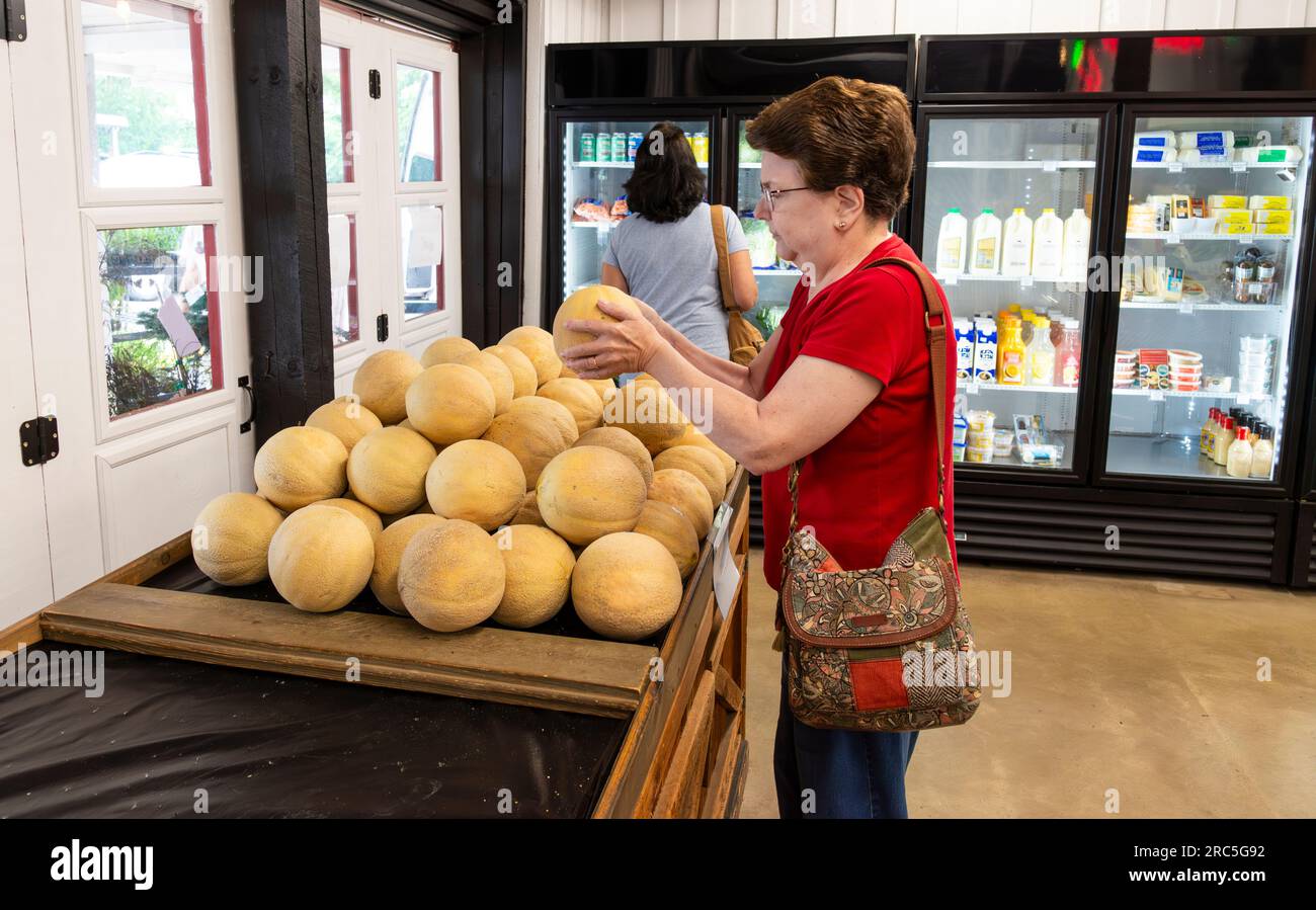 Horizontale Aufnahme einer Käuferin mittleren Alters, die eine Cantaloupe auf einem Bauernmarkt untersucht. Stockfoto