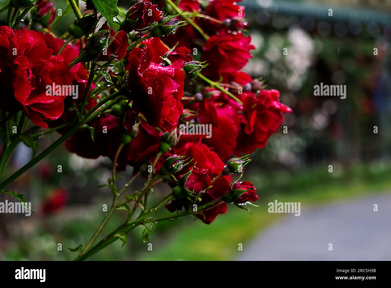 Ein Haufen roter Rose Stockfoto