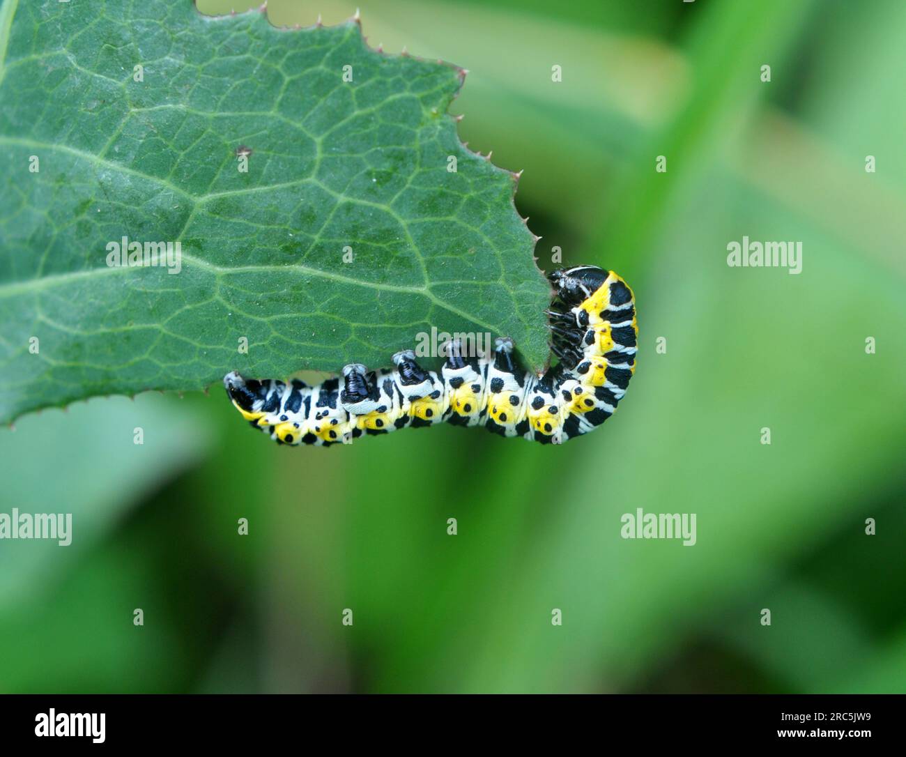 In der Wildnis auf der Pflanze Raupen Schmetterling Cucullia (Cucullia) pustulata Stockfoto