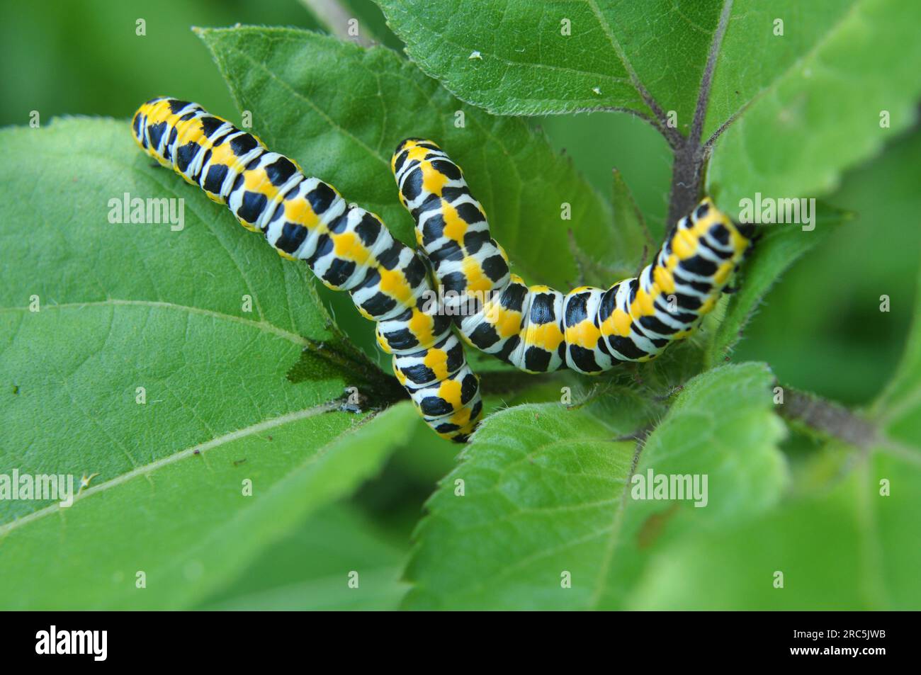 In der Wildnis auf der Pflanze Raupen Schmetterling Cucullia (Cucullia) pustulata Stockfoto