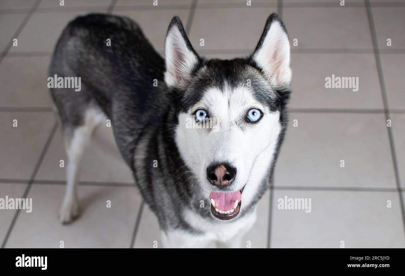 Porträt eines sibirischen Huskys mit blauen Augen Stockfoto
