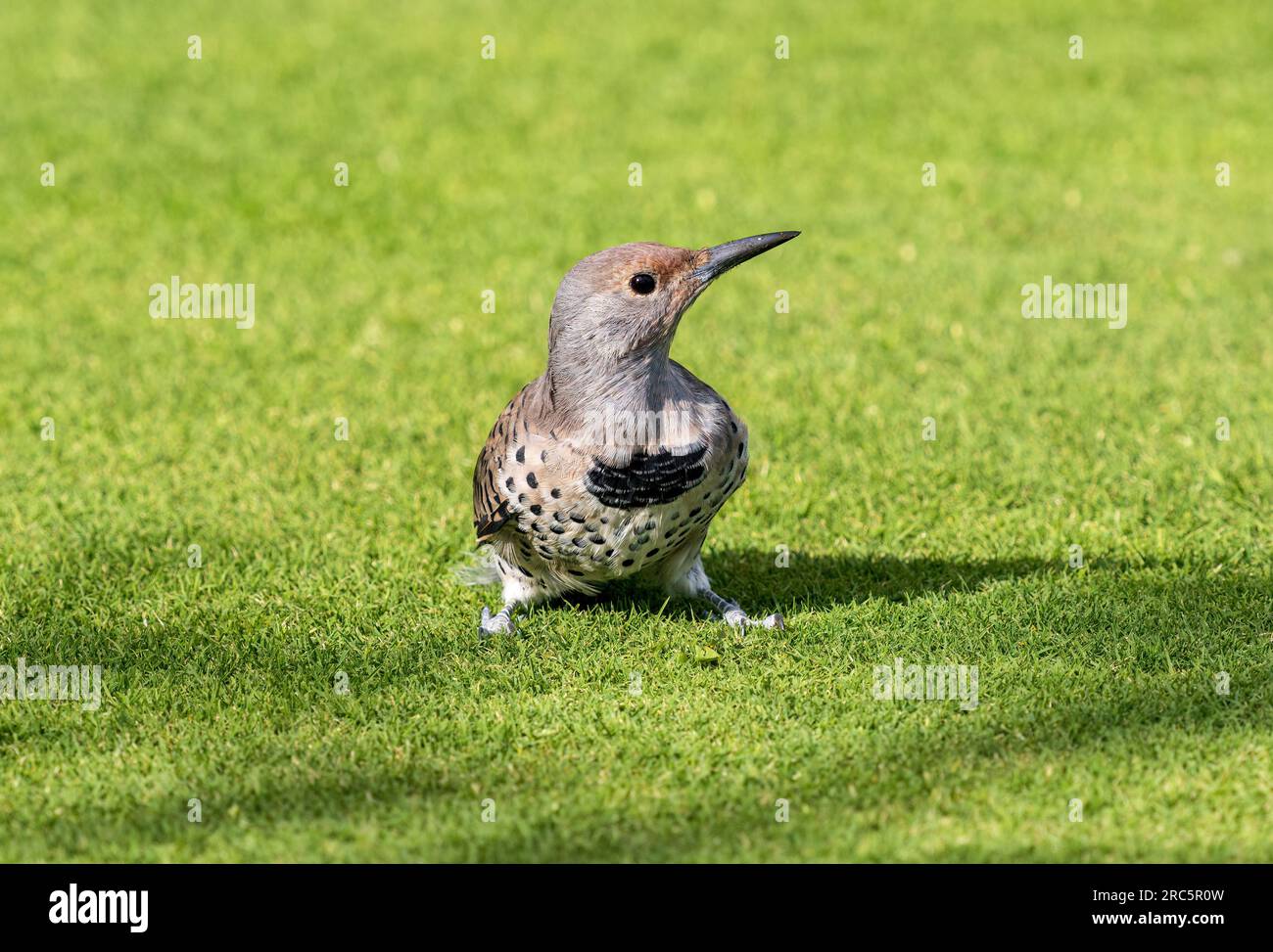 Porträt einer Northern Flicker, einer Frau mit rotem Schacht, während sie auf dem Boden auf einem grünen Rasen liegt. Stockfoto