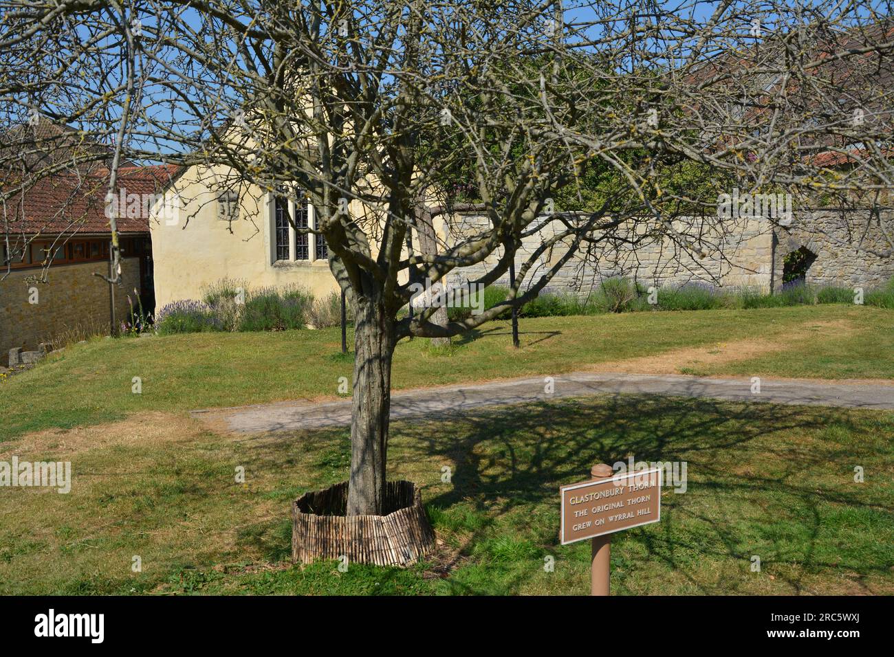 Glastonbury Abbey, Glastonbury, Somerset, England. 13. Juni 2023. Stockfoto