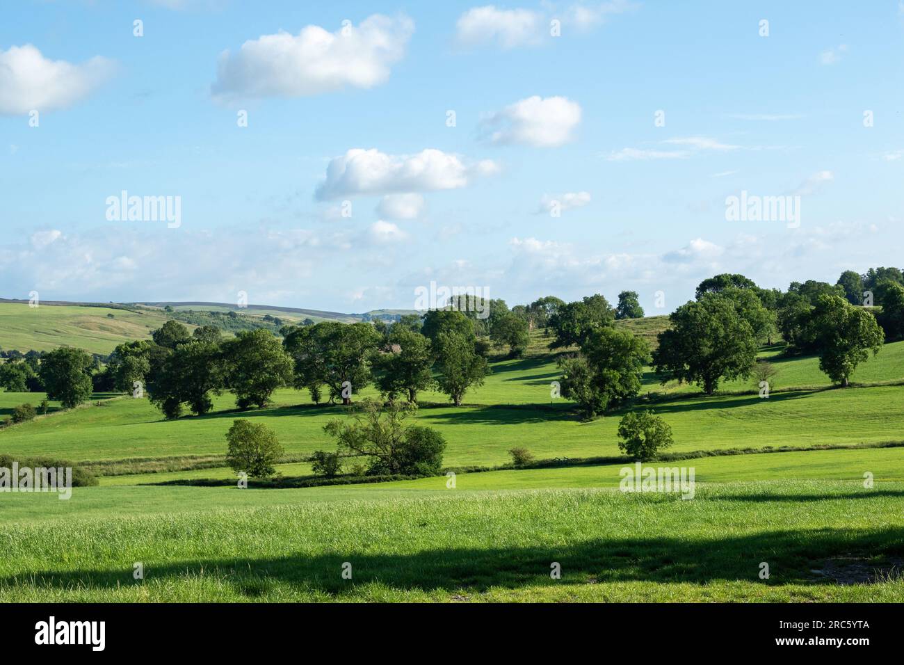 Fantastische Aufnahmen der Natur in North Yorkshire Stockfoto