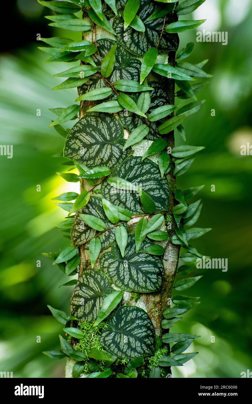 Exotische Monstera Dschungel Regenwald tropische Atmosphre. Frische  saftige Fruchtbltter, amazonas dichter bewachsener tiefer Wald. Dunkles  Naturgrn, ppiges Blatt Stockfotografie - Alamy