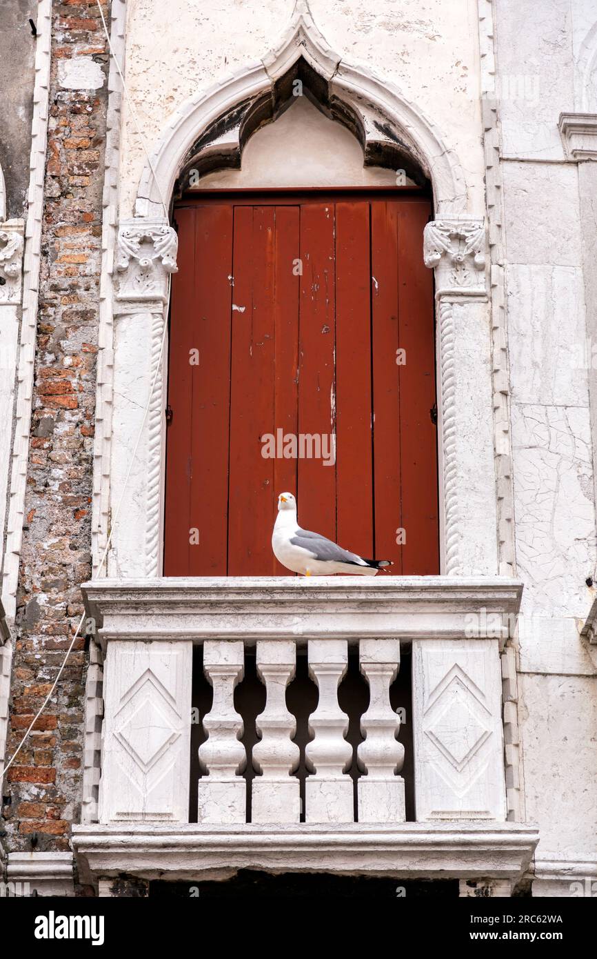 Weiße Möwe auf einem venezianischen Balkon mit roten Holzläden in Venedig, Italien. Stockfoto