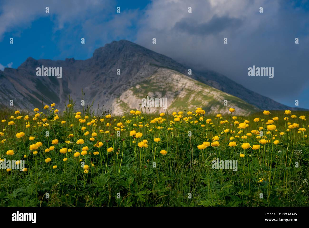 Aus dem Trollius europaeus auf den Weiden der Orobie-Alpen Stockfoto