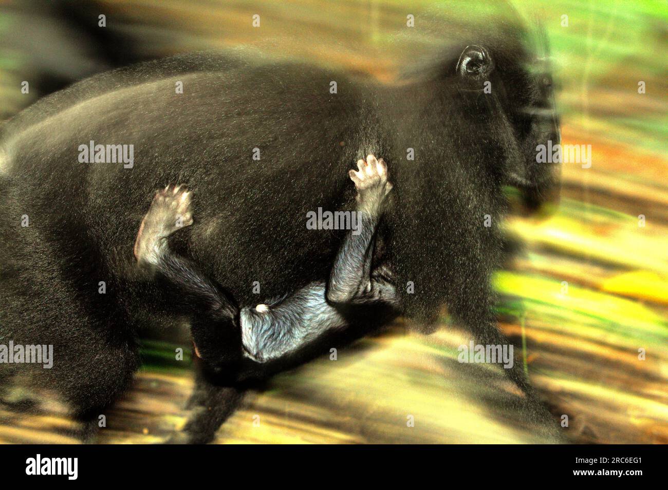 Eine Macaca nigra-Frau trägt ein Kind, während es sich auf dem Boden des Tieflandwaldes im Naturschutzgebiet Tangkoko, North Sulawesi, Indonesien, bewegt. Der Klimawandel könne allmählich das Verhalten und den Fortpflanzungszyklus dieser bedrohten Art verändern und gleichzeitig ihre Lebensraumtauglichkeit verringern, was sie zwingen könnte, sichere Lebensräume zu verlassen und potenziellen Konflikten mit Menschen ausgesetzt zu sein, sagen Wissenschaftler. Ohne die Erwärmung haben die Primaten bereits unter dem anthropogenen Druck gelitten, der dazu führt, dass bis zu 93% Spezies eine abnehmende Population haben und... Stockfoto