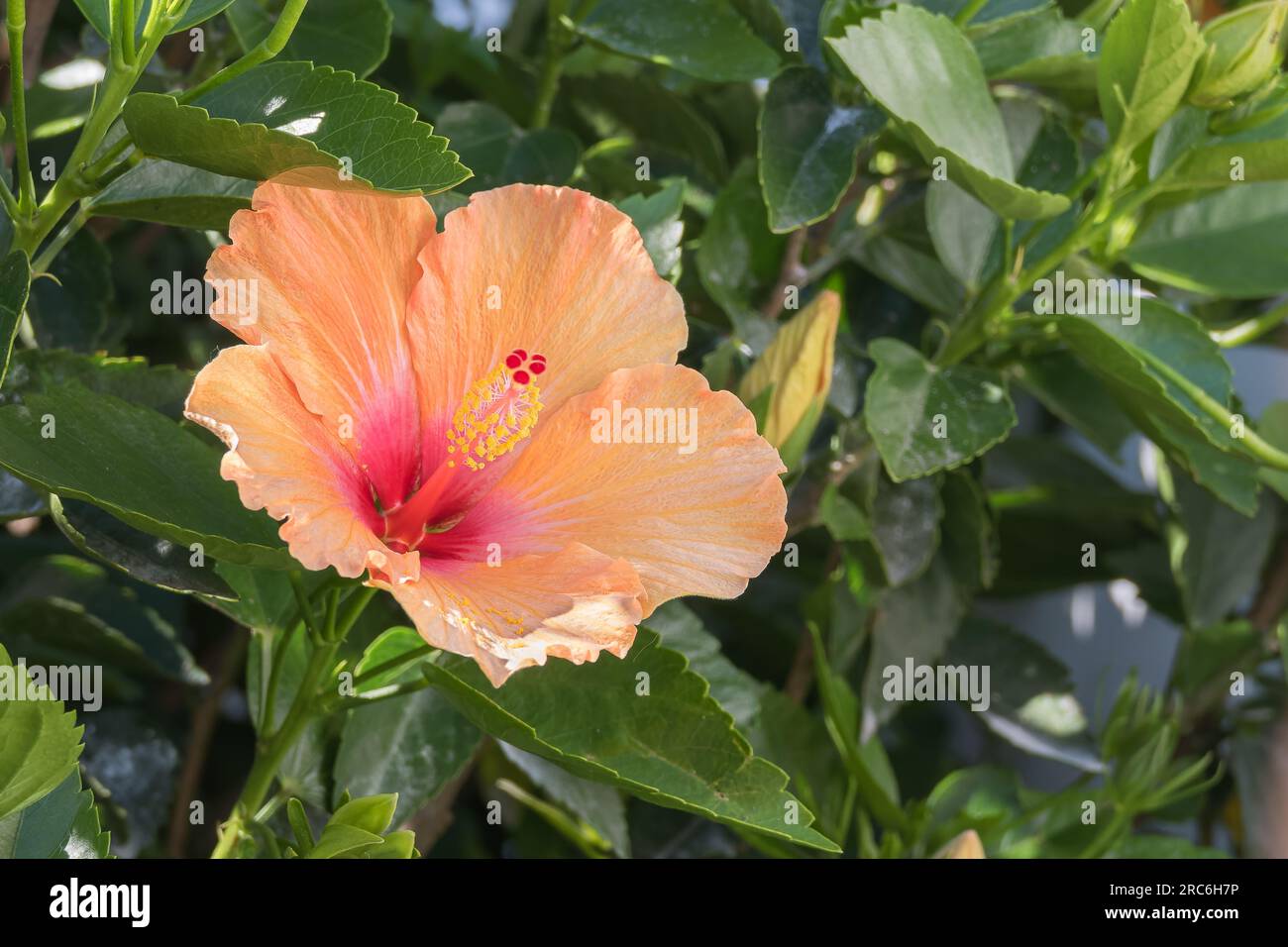 Die Hibiskusblume blüht im Freien in der Nähe der rosa sinensis-Pflanze Stockfoto