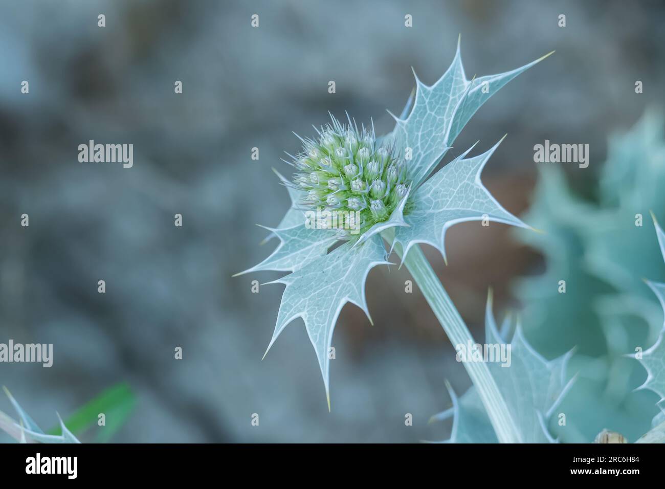 Im Sommer blüht die Blüte der Meerholzblume im Freien Stockfoto