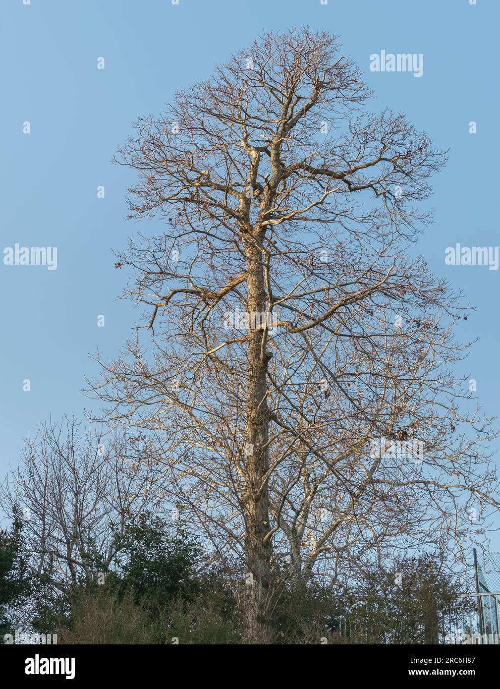 spanischer Kastanienbaum ohne Blätter am blauen Himmel mit Sonnenlicht Stockfoto