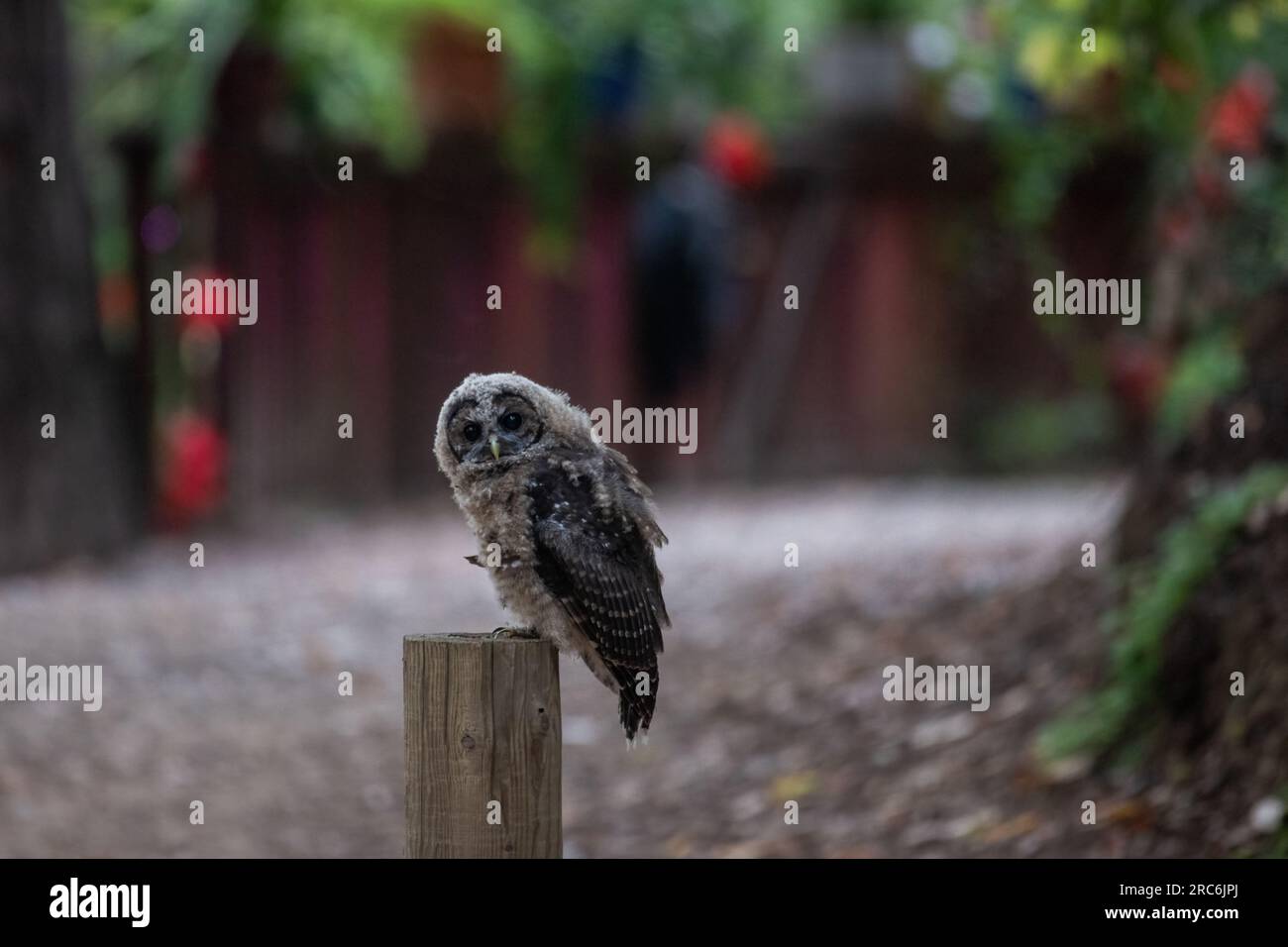 Die gefleckte Eule, Strix occidentalis, eine gefährdete Vogelart an der Westküste, die in hochwertigen Wäldern in Kalifornien zu finden ist. Stockfoto