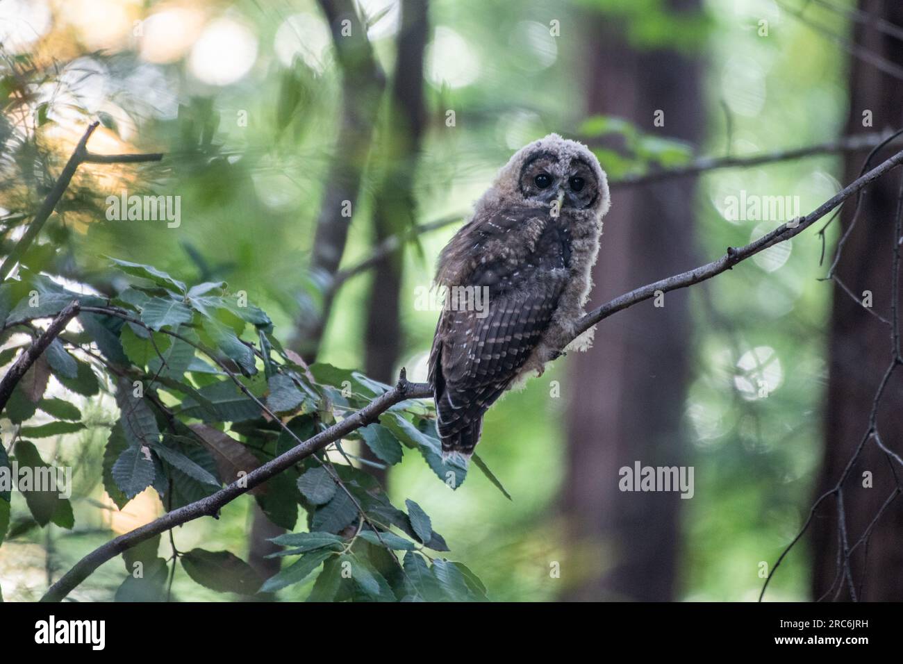 Die gefleckte Eule, Strix occidentalis, eine gefährdete Vogelart an der Westküste, die in hochwertigen Wäldern in Kalifornien zu finden ist. Stockfoto