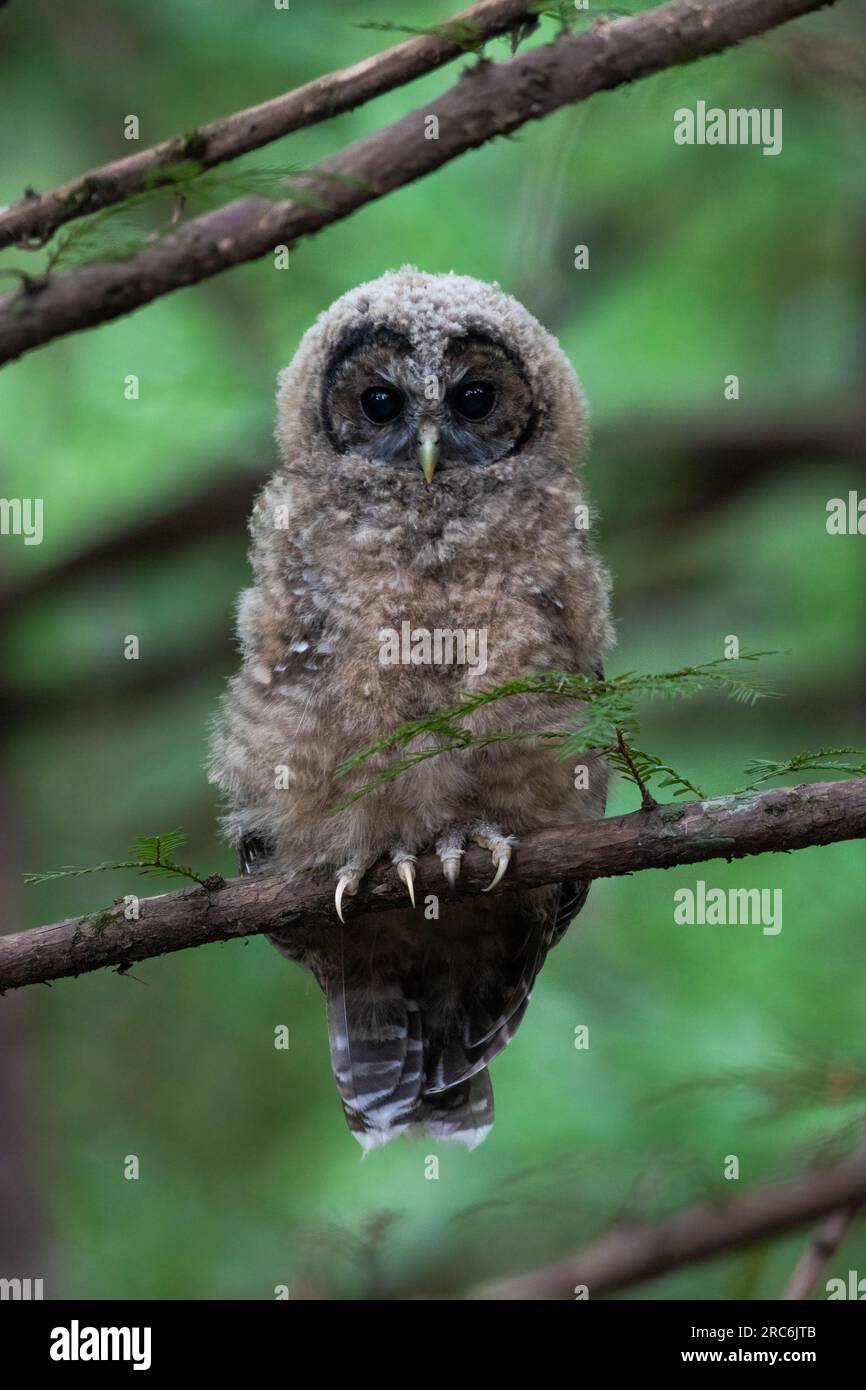 Die gefleckte Eule, Strix occidentalis, eine gefährdete Vogelart an der Westküste, die in hochwertigen Wäldern in Kalifornien zu finden ist. Stockfoto