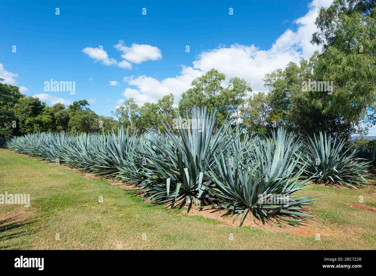 Blue Agave (Agave Tequilana) wurde früher zur Herstellung von Spirituosen in der berühmten Mt. Uncle Distillery, Walkamin, Atherton Tablelands, Far North Queensland, FNQ, Austra Stockfoto