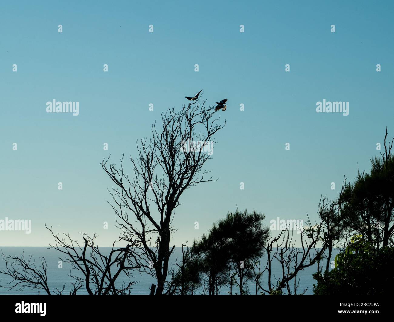 Vögel, Magpies, die bis zum Steg in einem Baum mit Blick auf den blauen Pazifischen Ozean fliegen, Blick auf das Meer Stockfoto