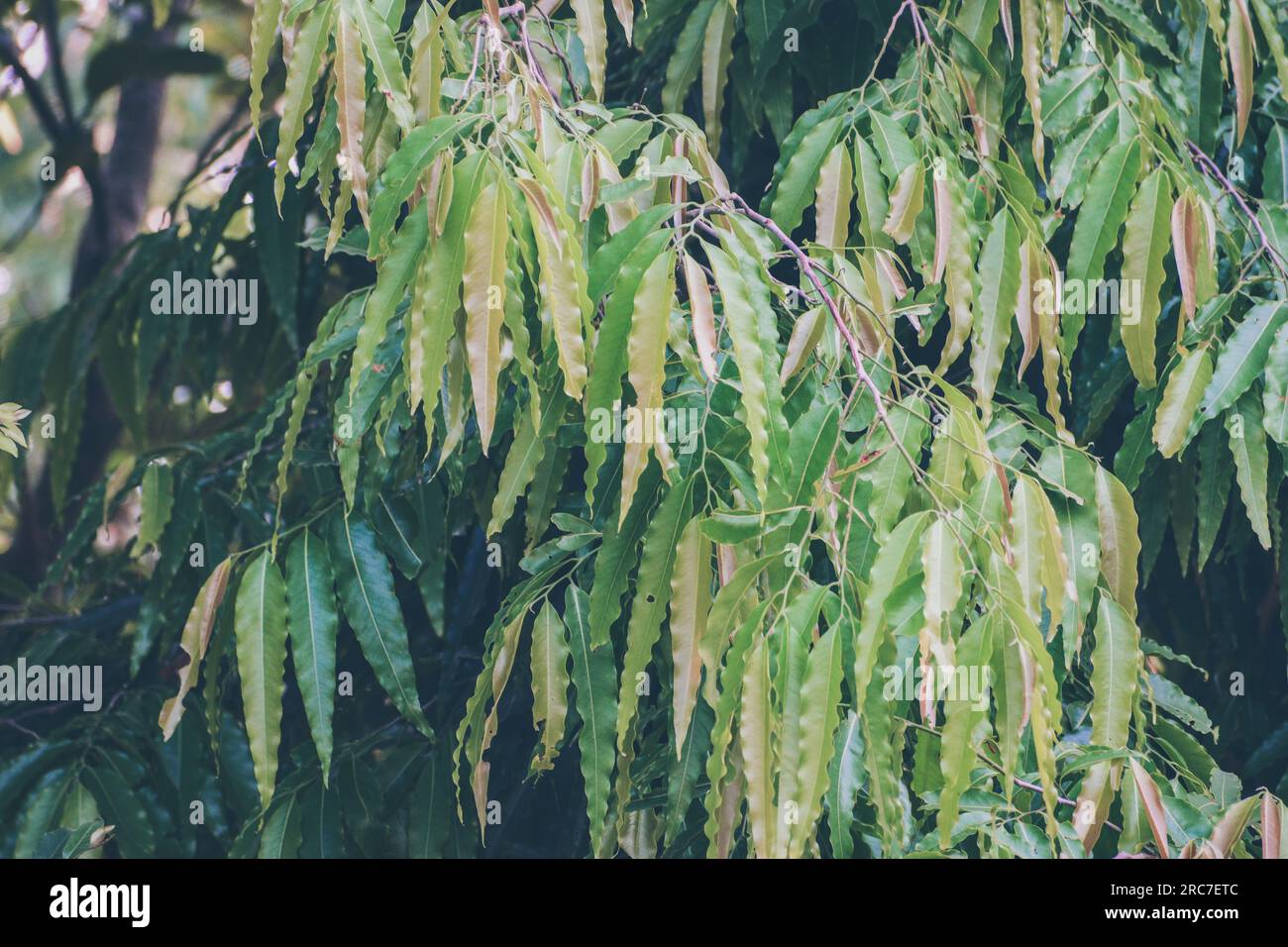 Schöne Schattierungen von Polyalthia longifolia-Blättern Stockfoto