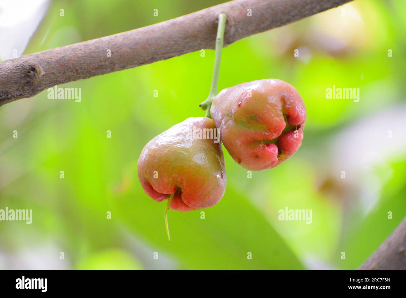 Frischer, reifer Java-Apfel hängt auf dem Ast voller Blätter. Stockfoto