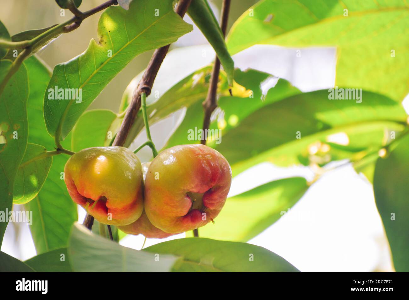 Frischer, reifer Java-Apfel hängt auf dem Ast voller Blätter. Stockfoto