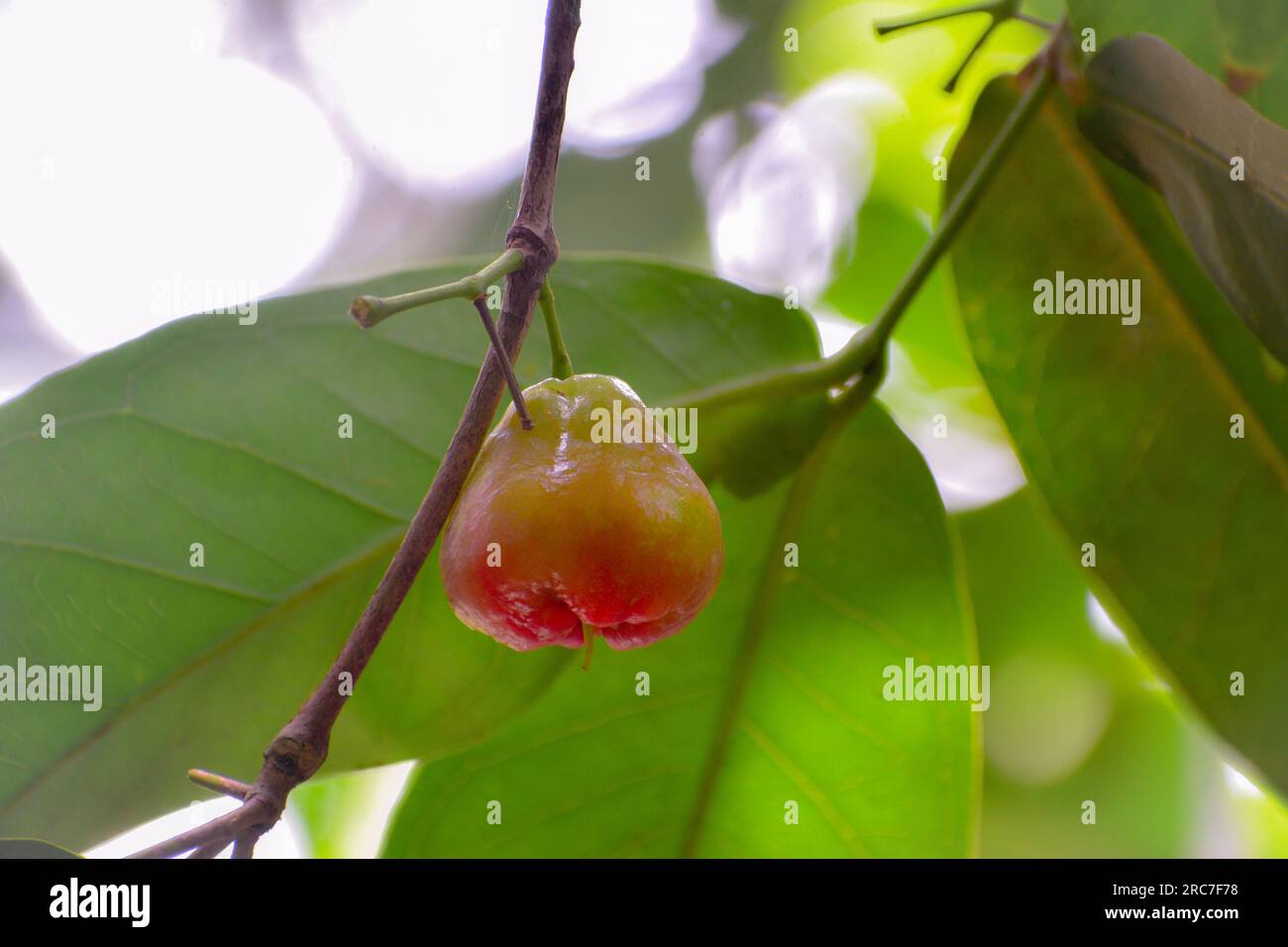 Frischer, reifer Java-Apfel hängt auf dem Ast voller Blätter. Stockfoto