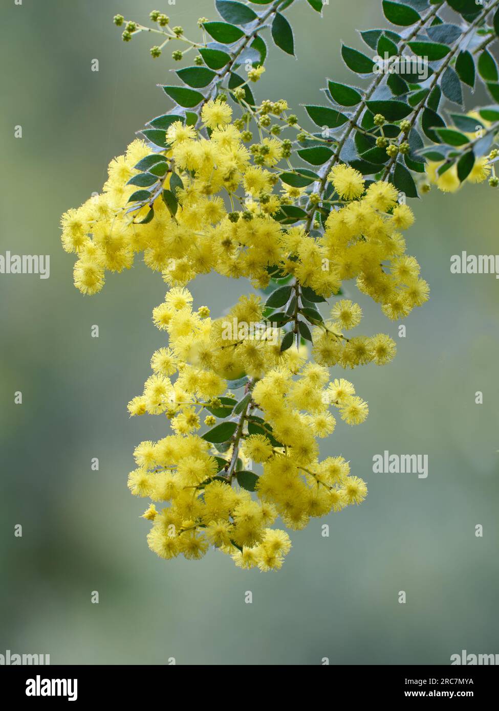 Weinende Akazien Stockfoto