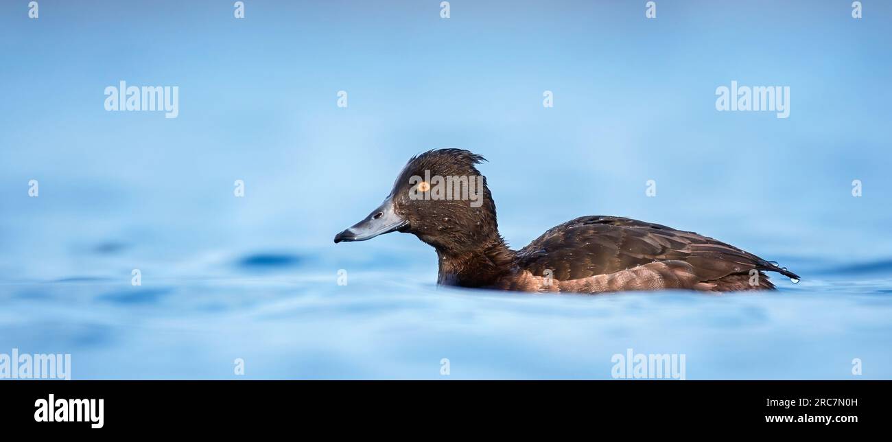 Aythia fuligula schwimmt und macht kleine Engel über der Oberfläche, das beste Foto Stockfoto