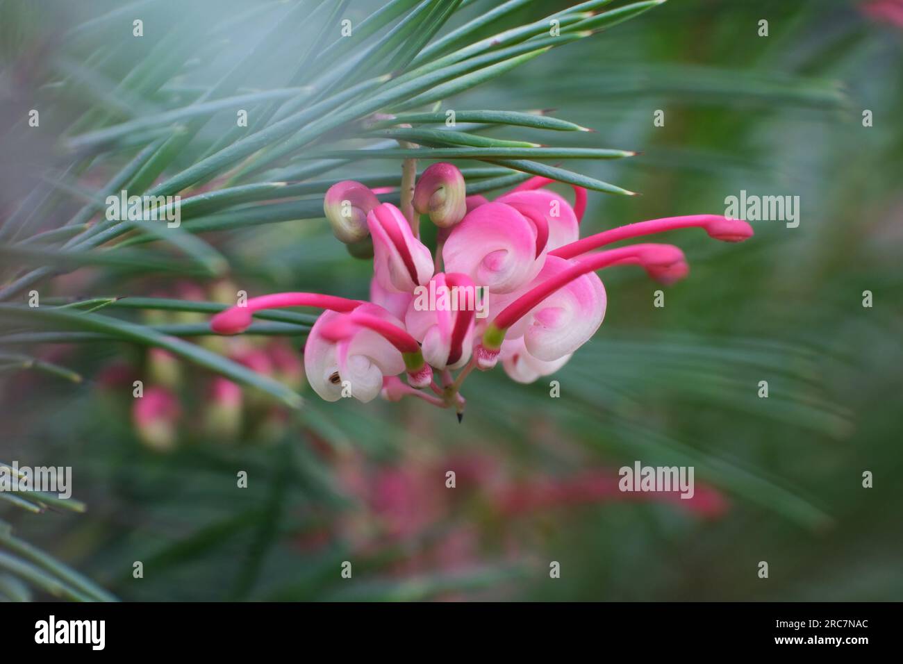 Grevillea Pink Pearl Stockfoto