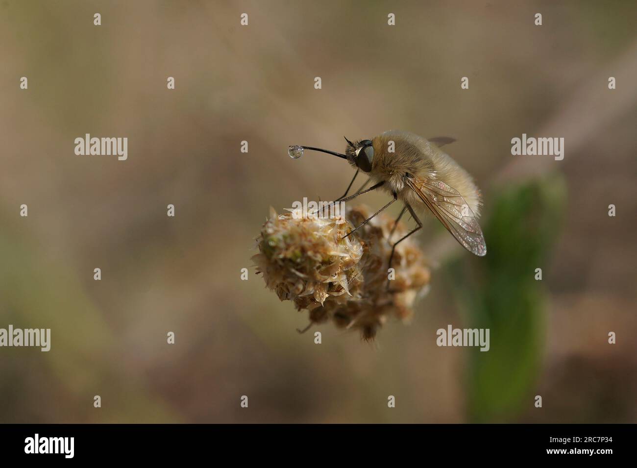 Natürliche Nahaufnahme auf einer kleinen flauschigen Bombylius venosus grauen haarigen Bienenfliege auf einer getrockneten Blume Stockfoto