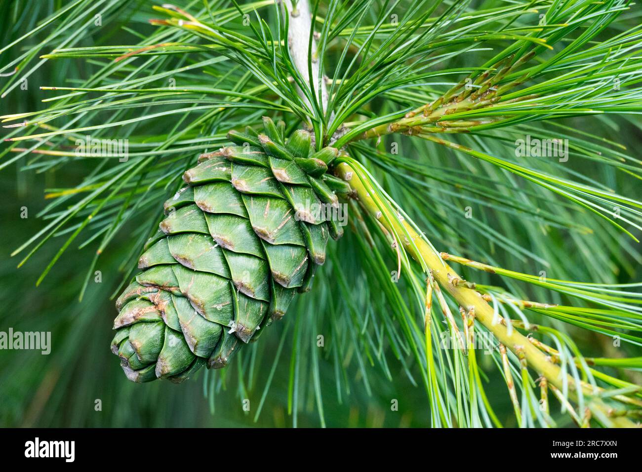 Armand Pine, Chinese White Pine, Pinus armandii, Pine Cone Stockfoto