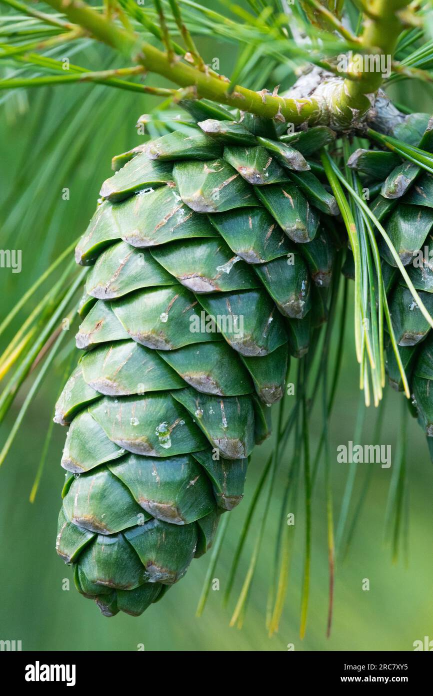 Chinesische Weiße Kiefer, Kegel, Pinus armandii Stockfoto