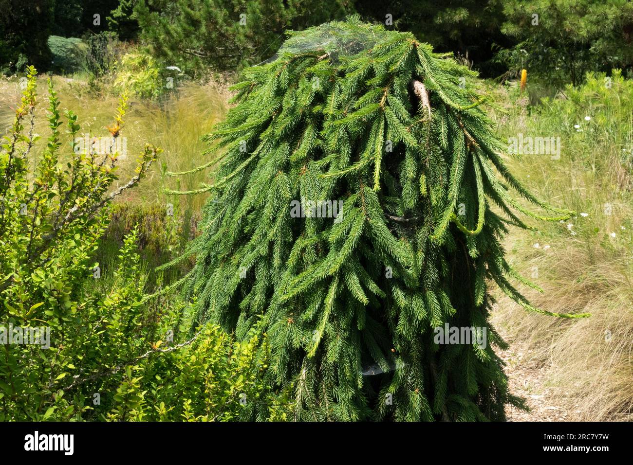 Picea abies 'Frohburg', Norwegen Fichtenäste, die überhängend sind, kleiner schöner Anbau im Garten Stockfoto