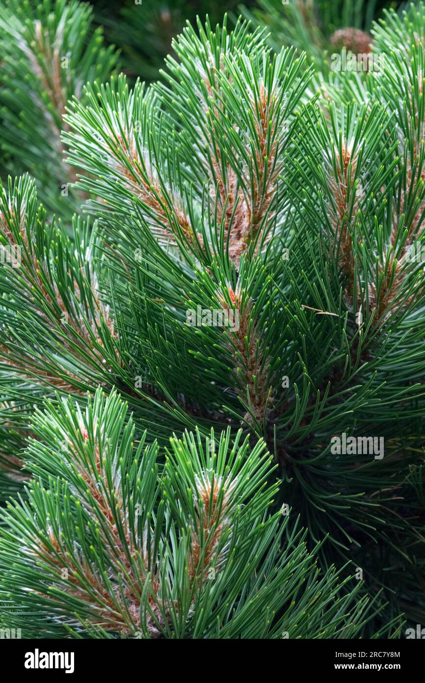 Europäische Schwarze Kiefer, Pinus nigra „Helga“ Pinus Laub Stockfoto