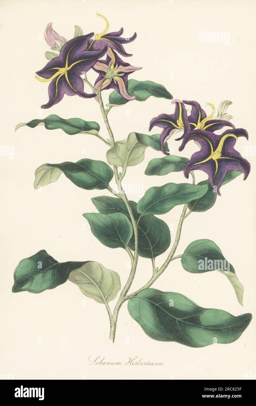 Silberblättriger Nachtschatten oder silberner Nachtschatten, Solanum elaeagnifolium. Stammt aus Nordamerika und Mexiko und wurde von der Gärtnerei Epsom aufgezogen. Mr. Herberts Nachtschatten, Solanum herbertiana. Handcolour Lithograph aus Joseph Paxton's Magazine of Botany und Register of Flowering Plants, Band 5, Orr and Smith, London, 1838. Stockfoto