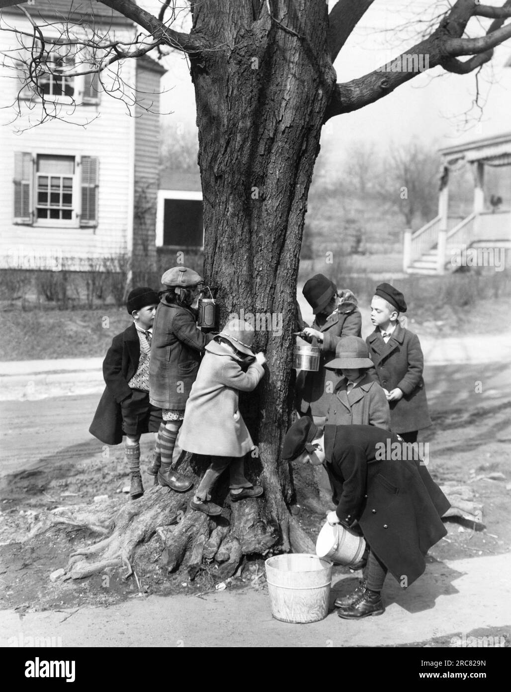 Scarborough, New York: 18. März 1927 Kinder aus der Scarborough School zapfen Sirup von einem Ahornbaum auf dem Anwesen des Finanziers Frank Vanderlip an. Stockfoto