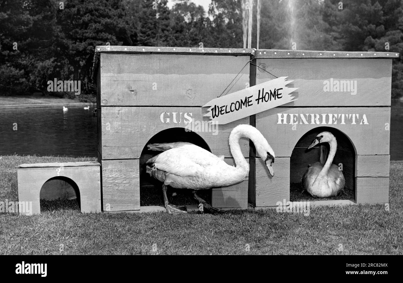 Glendale, Kalifornien: 1947. Ein „Welcome Home“-Schild hängt am Flitterwochen-Cottage von Gus und seiner neuen Schwanenbraut Henrietta, die am Rand des Entenpools im Forest Lawn Memorial Park wohnt. Gus alte Freundin Elvira starb vor einigen Monaten, und Gus wurde nach Massachusetts geflogen, wo er Henrietta als seine neue Braut auswählte, und das glückliche Paar ist nach Hause zurückgekehrt. Stockfoto