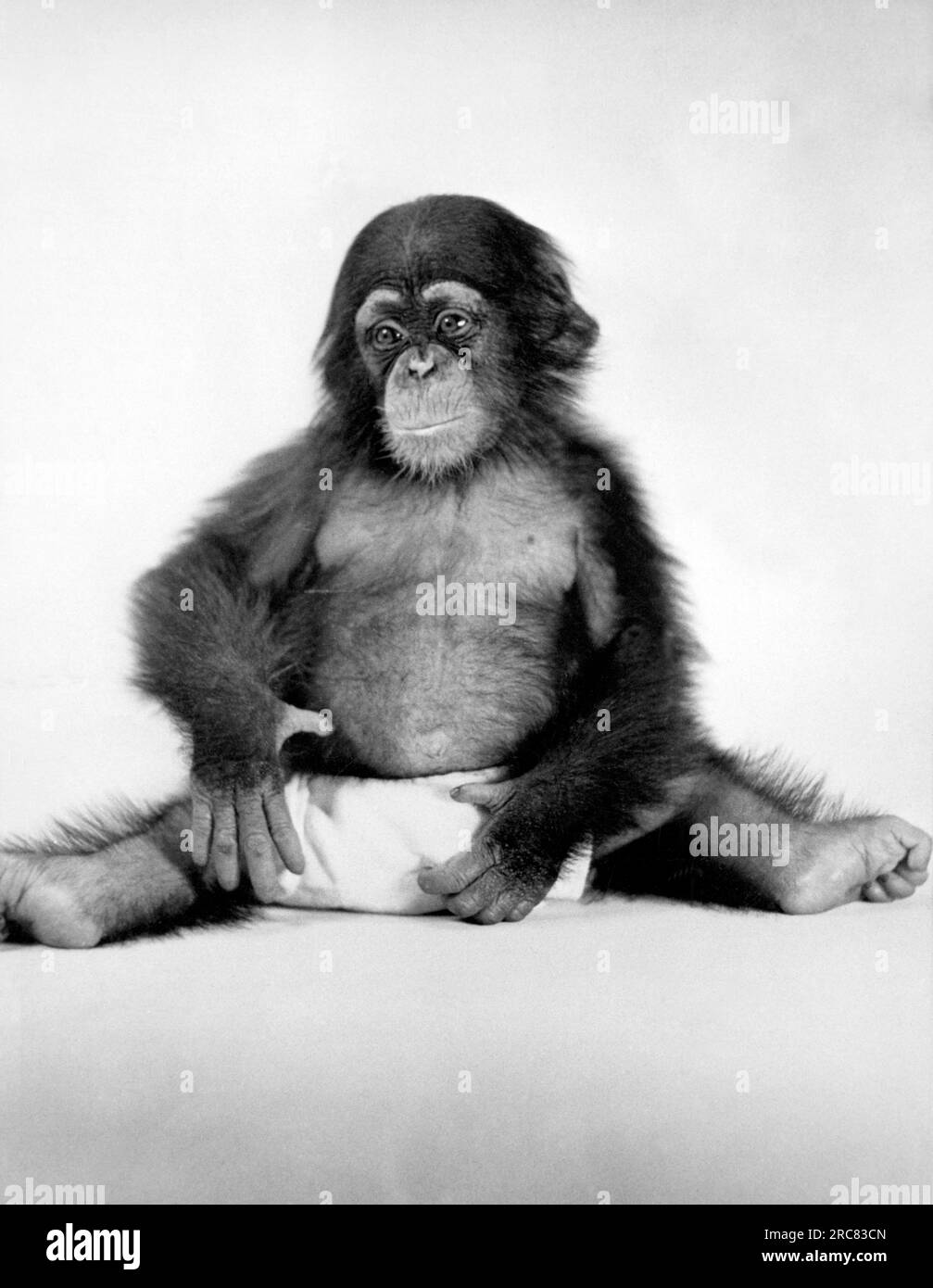 Orange Park, Florida: April 1940. Little Alf, sechs Monate alt, in den Yale Laboratorien von Primate Biology in Florida. Er war der erste Sohn von Alpha, der der erste Schimpanse war, der am YLPB geboren wurde. Er wurde 1962 in einer Ernährungsstudie benutzt und dann geopfert. Er wäre 23 gewesen, als er getötet wurde. Stockfoto