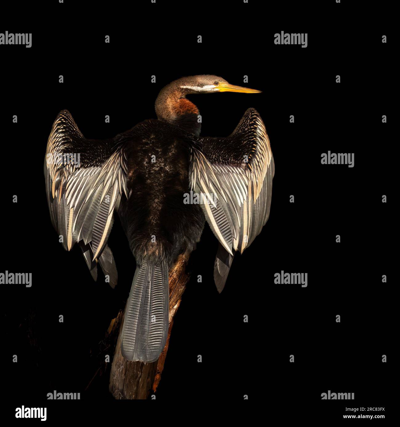 Australischer Wasservogel (Anhinga novaehollandiae), der Fische mit offenen Flügeln spießt und in der Sonne auf einem isolierten schwarzen Hintergrund trocknet. Stockfoto