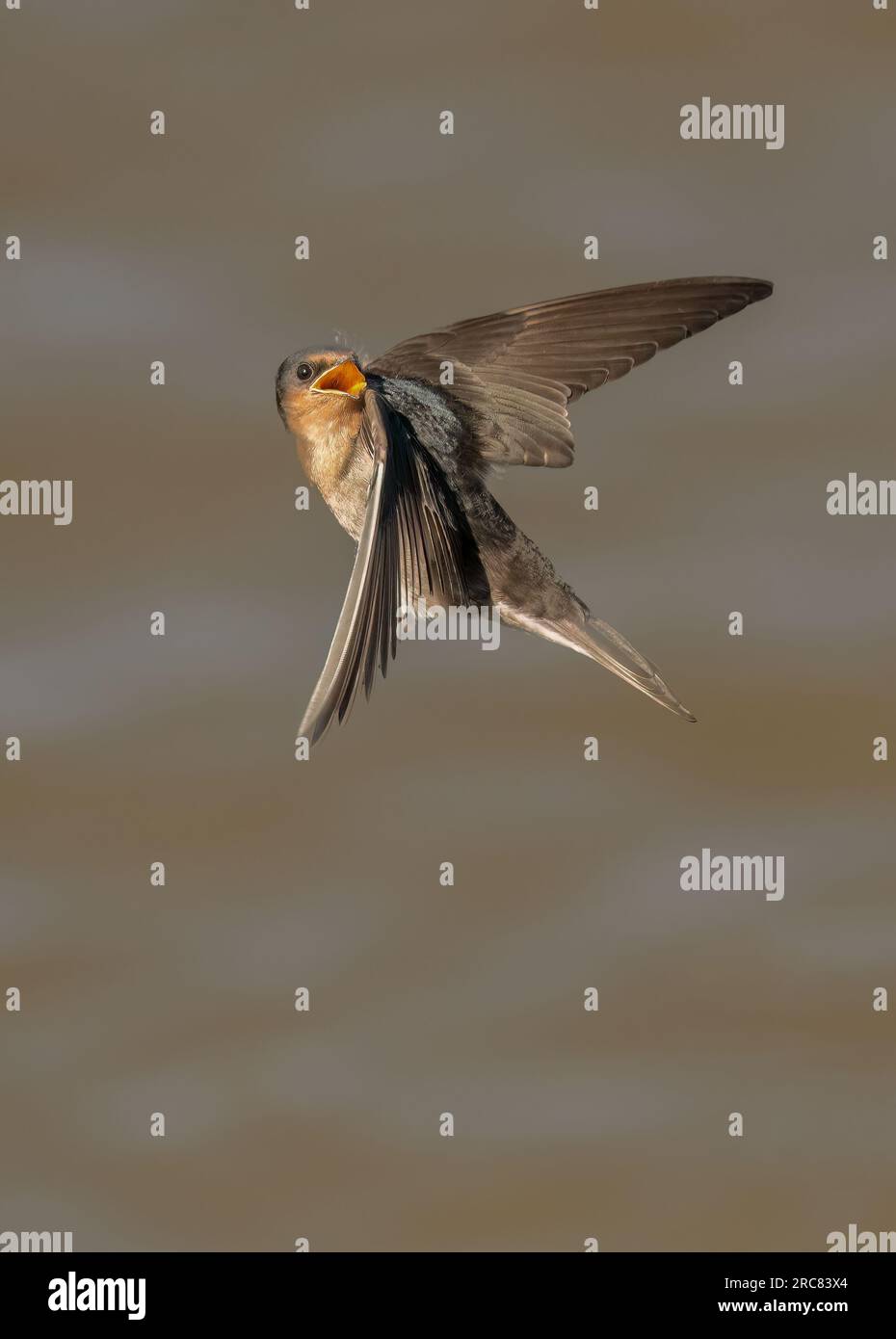 Die Welcome Swallow (Hirundo neoxena) ist ein kleiner Passanten aus der Swallow-Familie. ... Es ist eine in Australien heimische Art Stockfoto