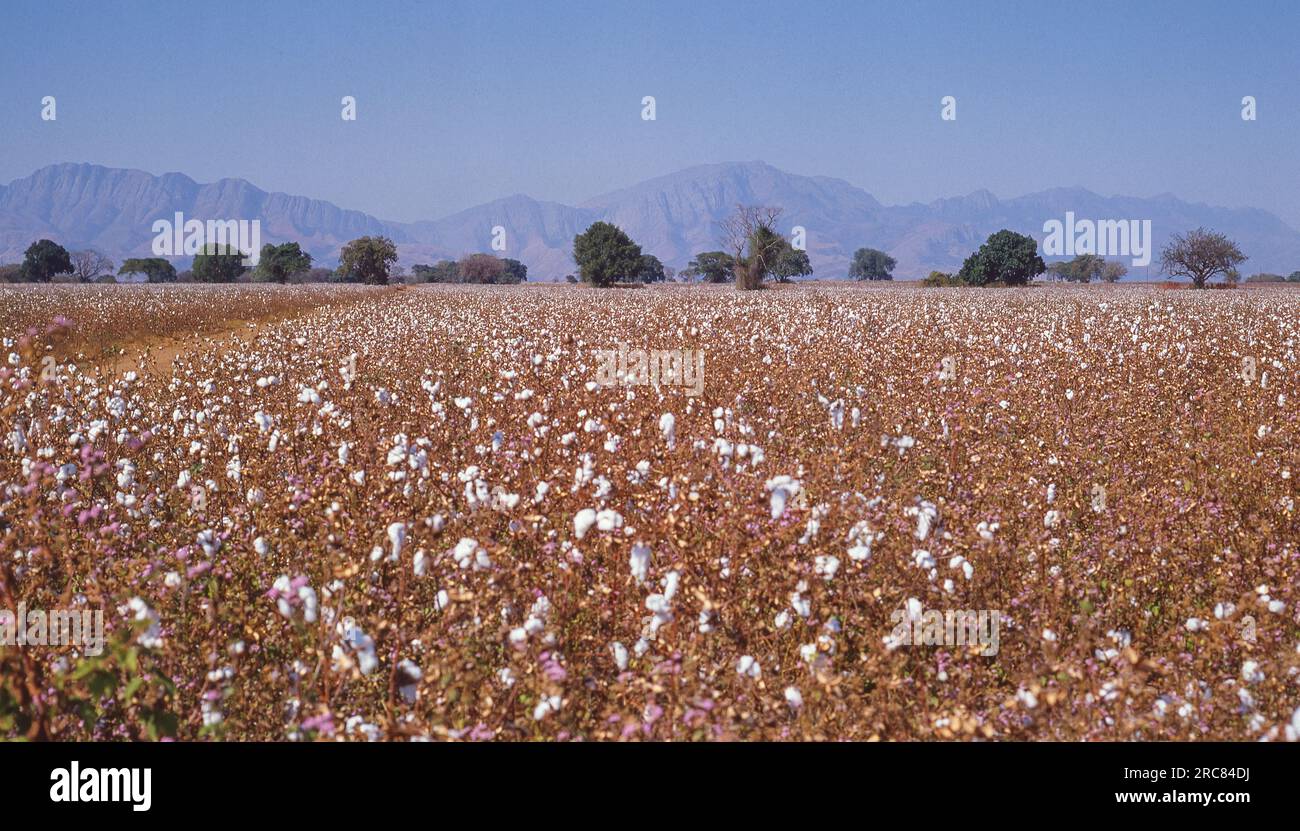 Baumwollanbau in der Nähe von Tzaneen, einer Stadt in der Provinz Limpopo in Südafrika. Stockfoto