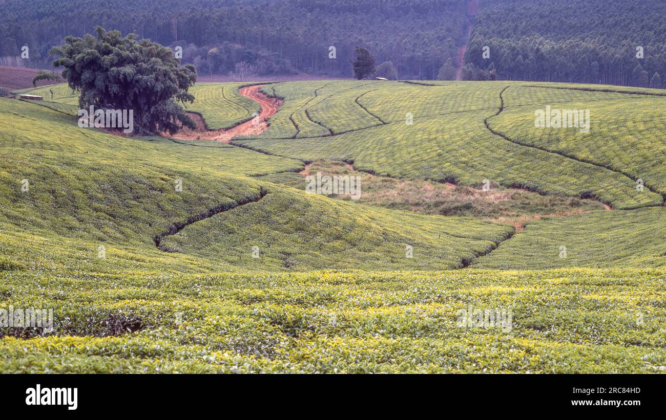 Eine Teeplantage in der Nähe von Magoebaskloof in der Provinz Limpopo in Südafrika. Stockfoto