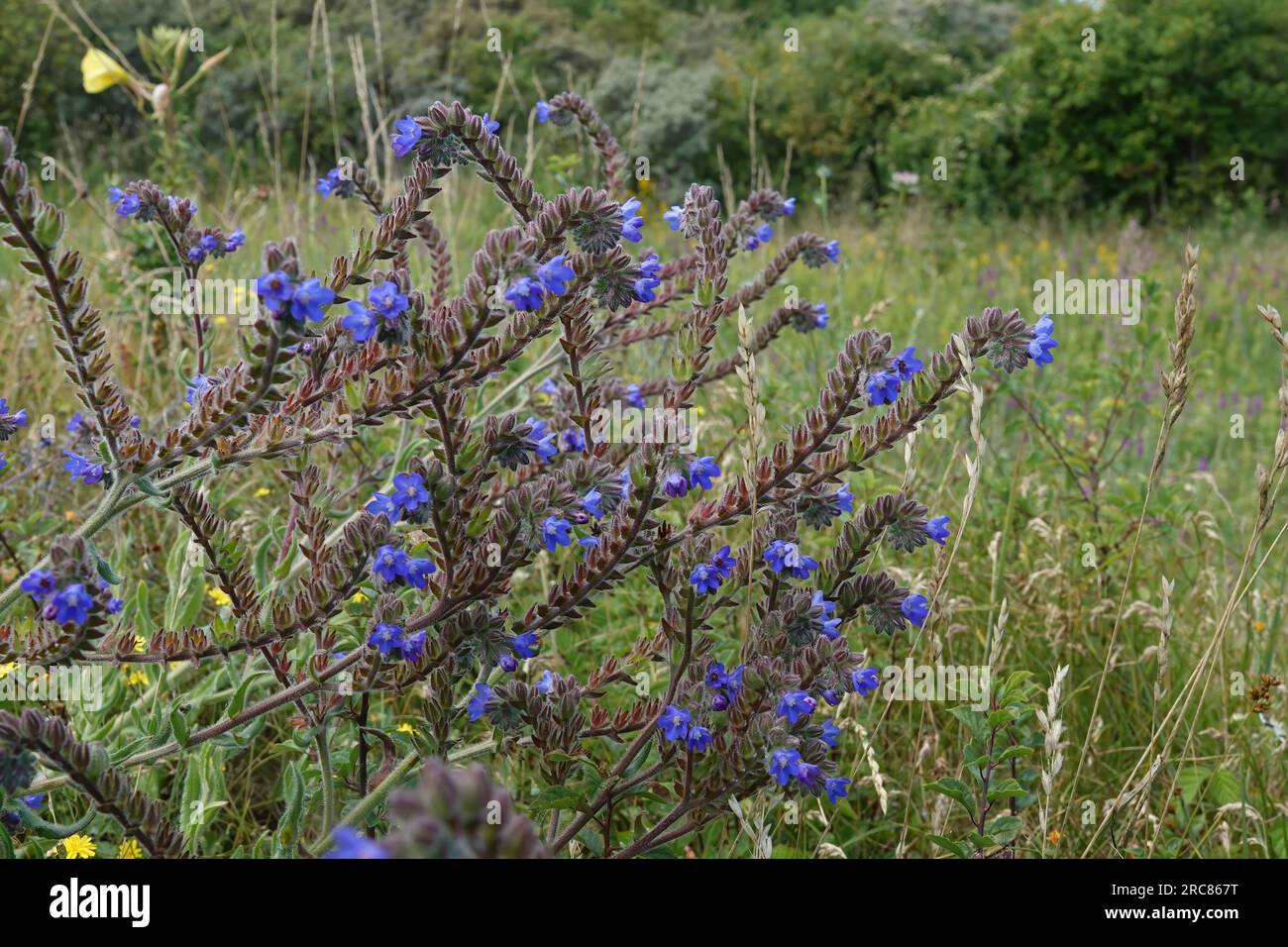 Natürliche, farbenfrohe Nahaufnahme auf einer gewöhnlichen Ingloss, Nektar-Pflanze, Anchusa officinalis auf einer Wiese Stockfoto
