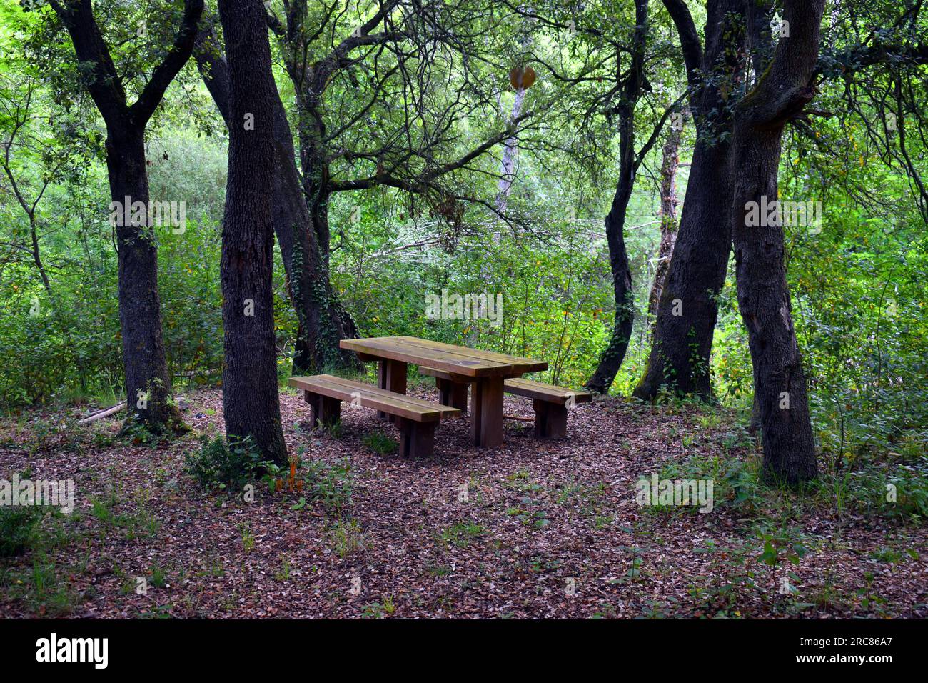 Erholungsraum mit Holztisch im Wald. Stockfoto