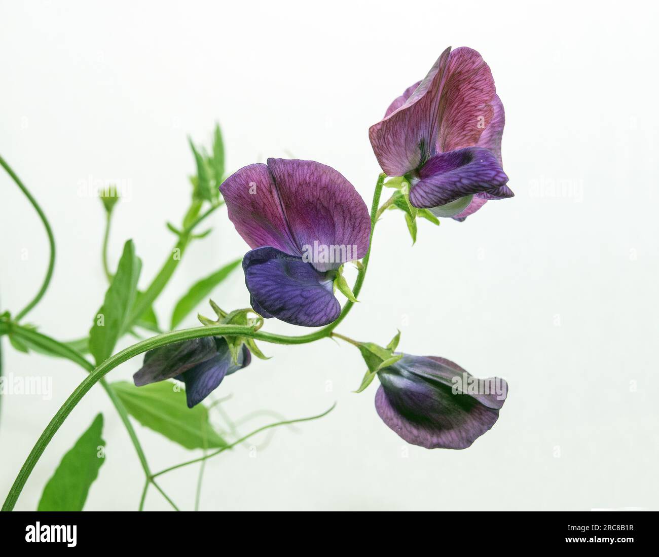 Frühlingserbse (Lathyrus vernus) (Studio) weißer Hintergrund. Foto: Bo Arrhed Stockfoto