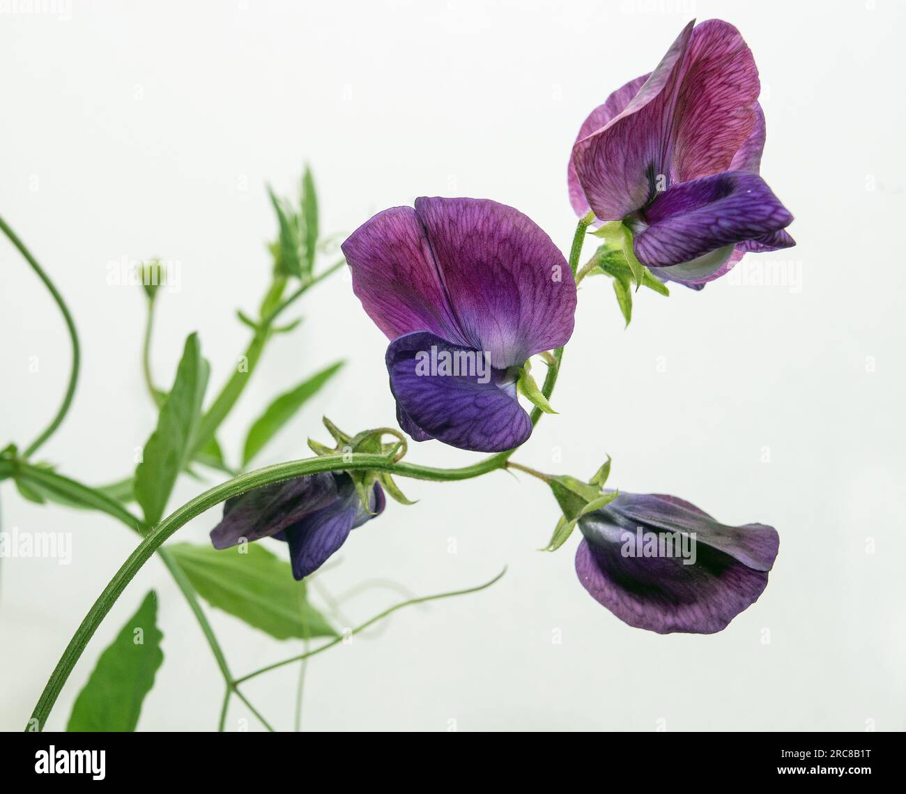 Frühlingserbse (Lathyrus vernus) (Studio) weißer Hintergrund. Foto: Bo Arrhed Stockfoto