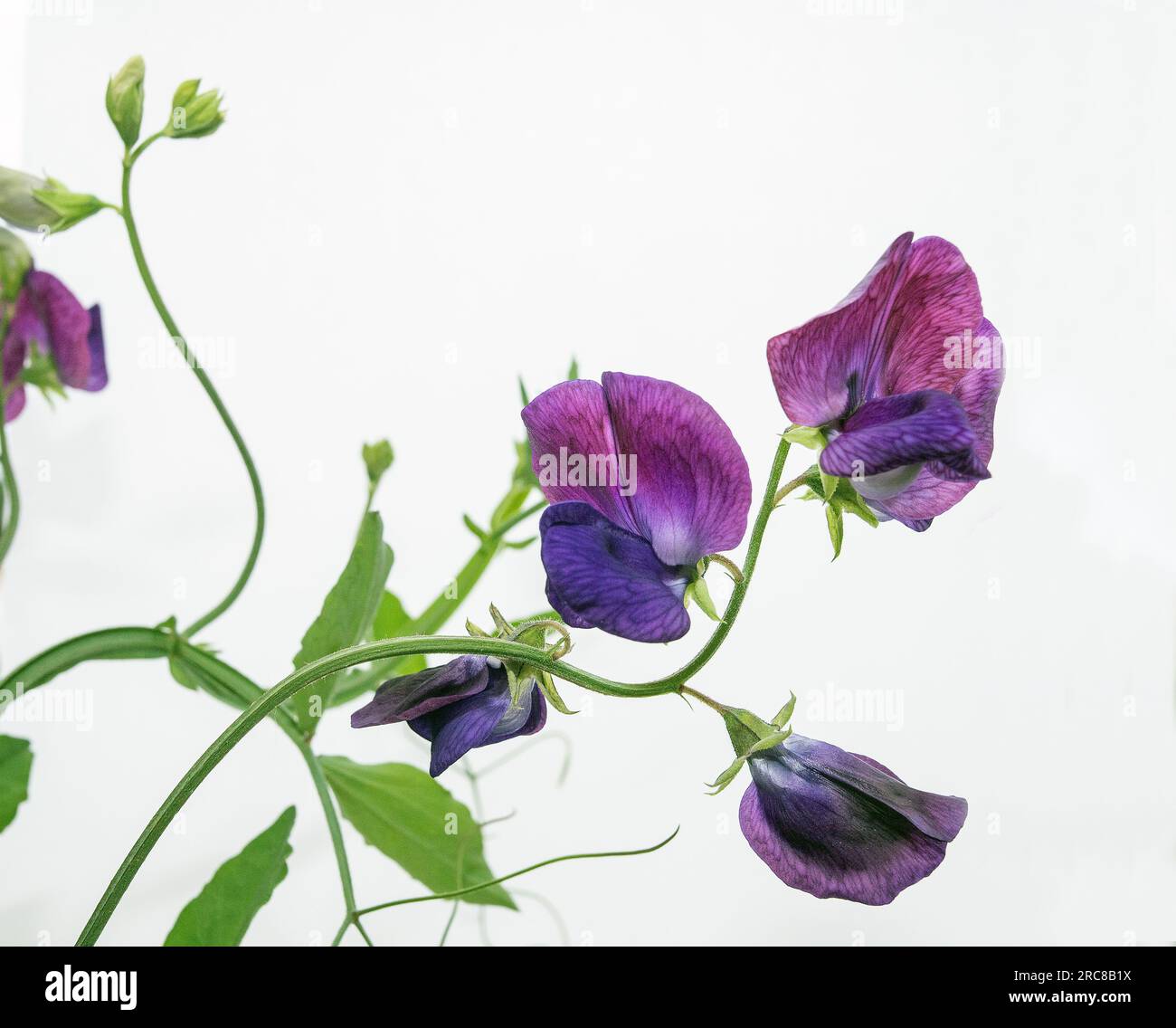 Frühlingserbse (Lathyrus vernus) (Studio) weißer Hintergrund. Foto: Bo Arrhed Stockfoto