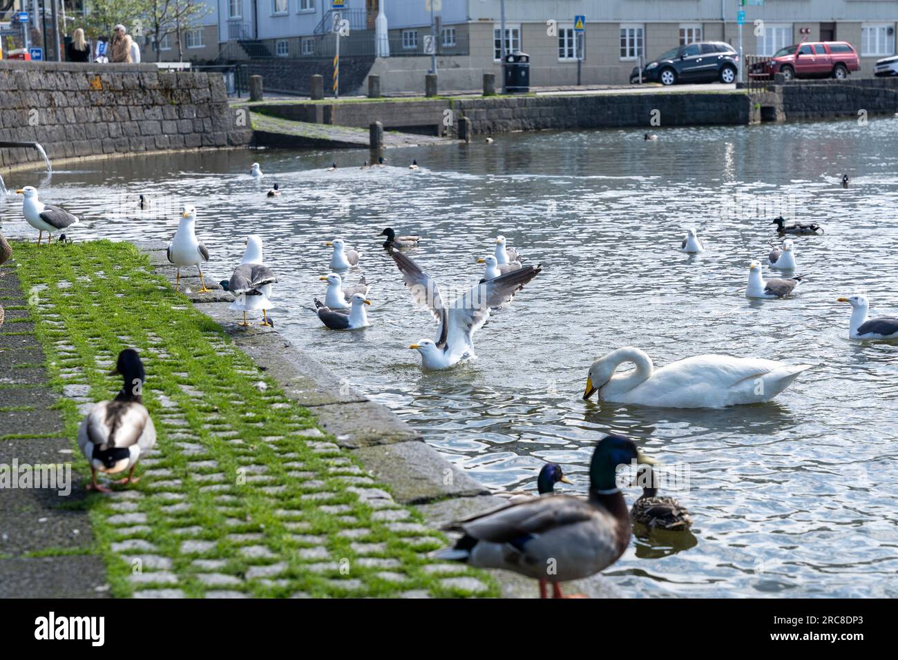 Ausgewachsene europäische Heringsmull (Larus argentatus) mit Flügeln im Wasser. Andere Wasservögel im Hintergrund Stockfoto