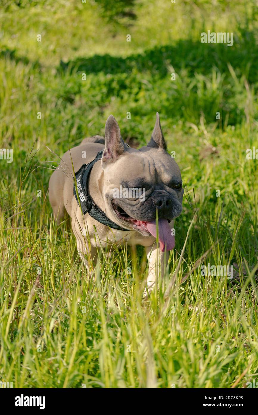 französische Bulldogge Stockfoto