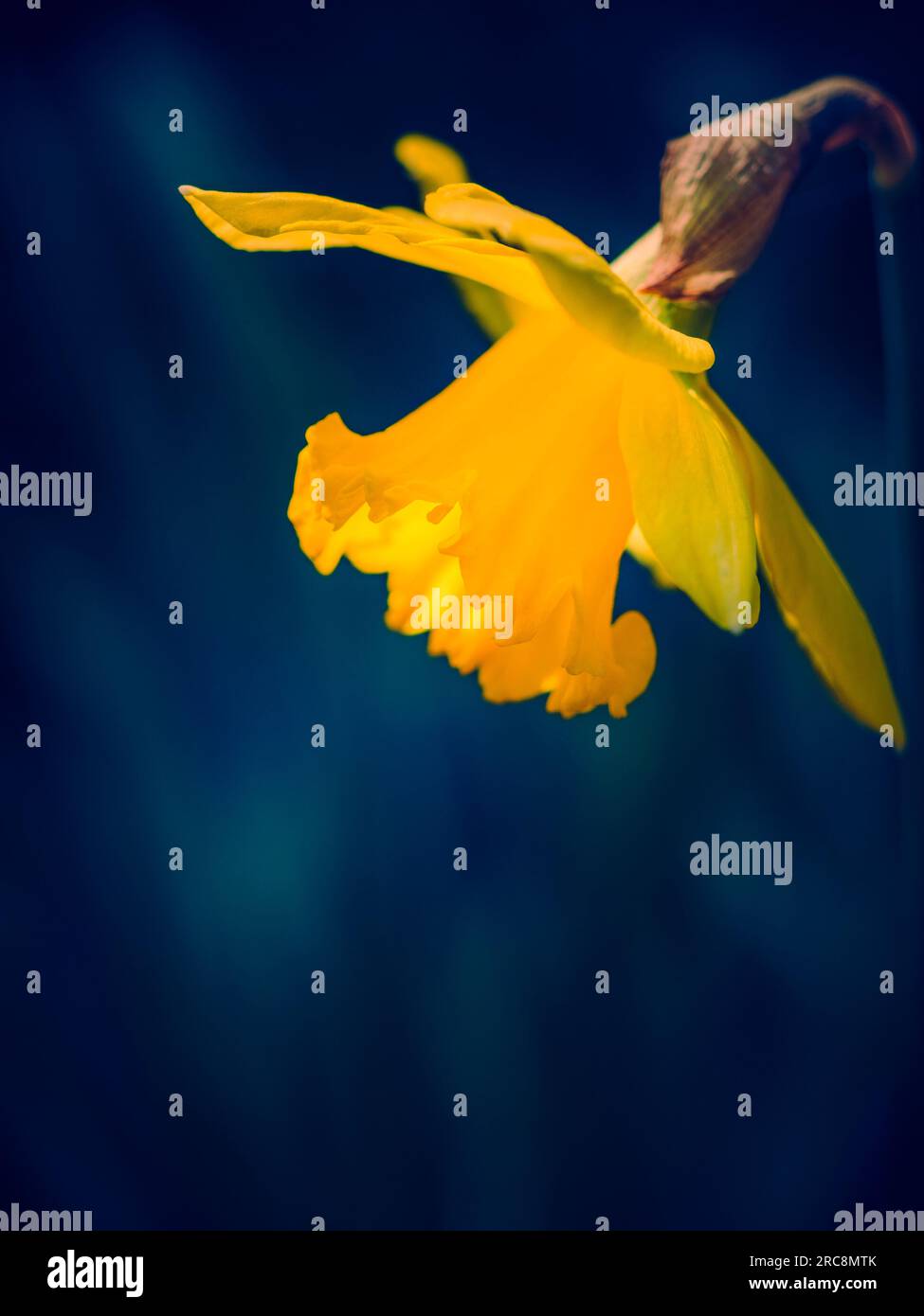 Nahaufnahme des Seitenprofils des Kopfes gelber Narzissen (Narzisse) vor blauem Hintergrund Stockfoto